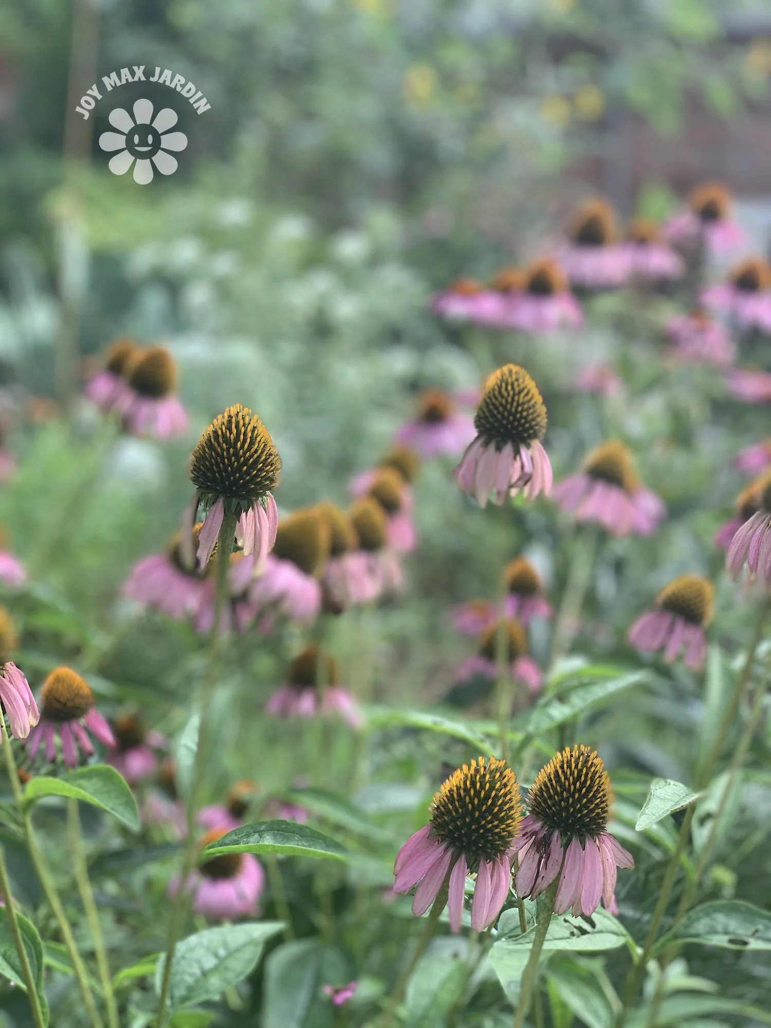 Texas Forever Wildflower Mix — Joy Max Jardín